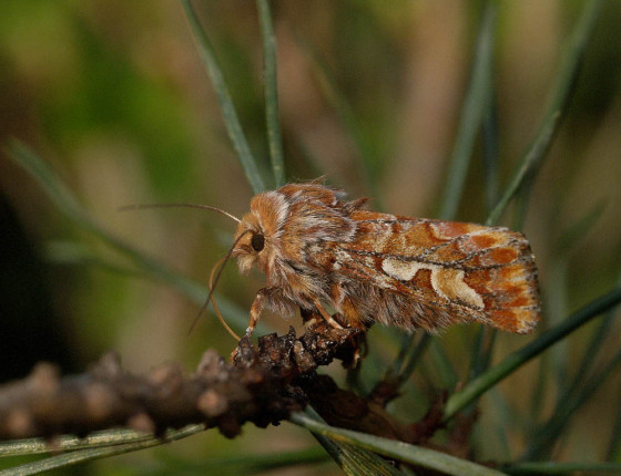 Motýl, Brno-Řečkovice 2006.