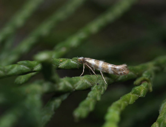 Motýl, Hostěnice 2008.