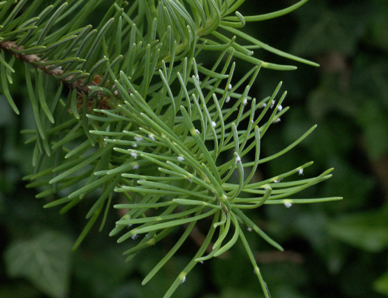 Napadené jehlice, Brno-Bystrc 2006.