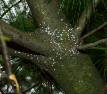 Napadený kmen, Pardubice 2005.