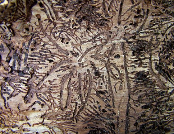 Požerek na spodní straně kůry smrku, sbírky ÚOLM.