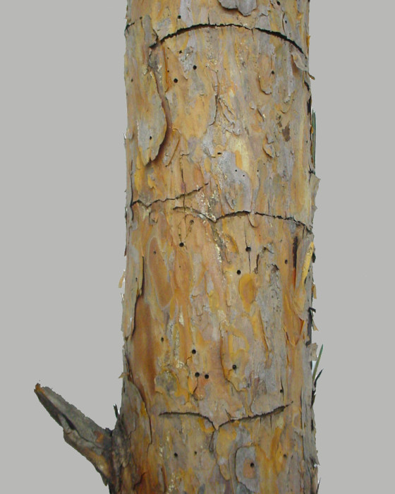 Požerek na větvi borovice, 2004.