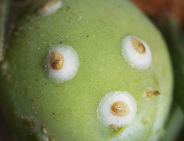 Přezimující samičky, Brno 2006.