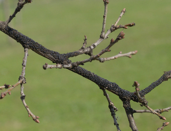 Vajíčka, Pardubice 2007.