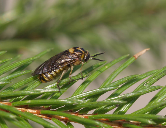 Samice, Brno-Řečkovice 2009.