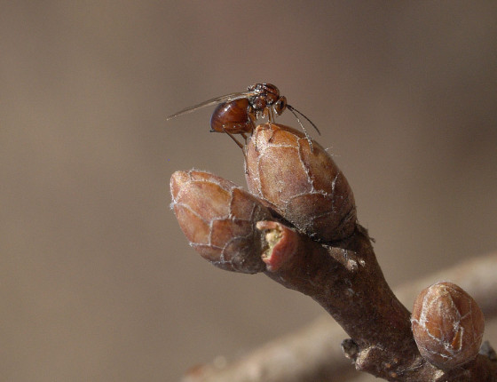 Samička hledající vhodný pupen k nakladení vajíček, Pardubice 2006.