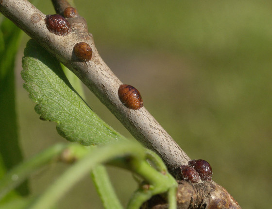 Samičky na slivoni, 2006.