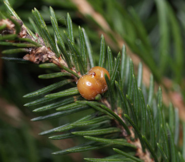 Silné napadení, Hostěnice 2009.