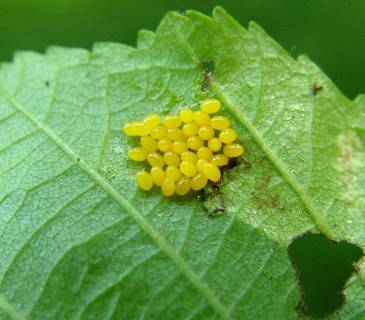 Snůška vajíček, 2005.