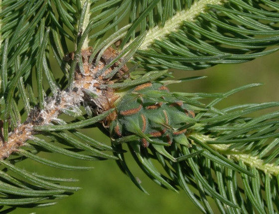 Uzavřená hálka, Útěchov 2006.