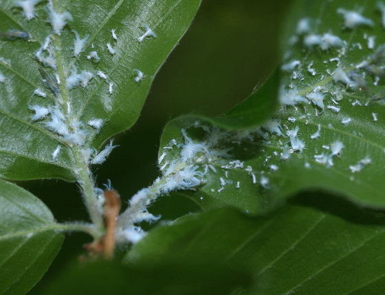 Voskem pokryté nymfy, 2007.