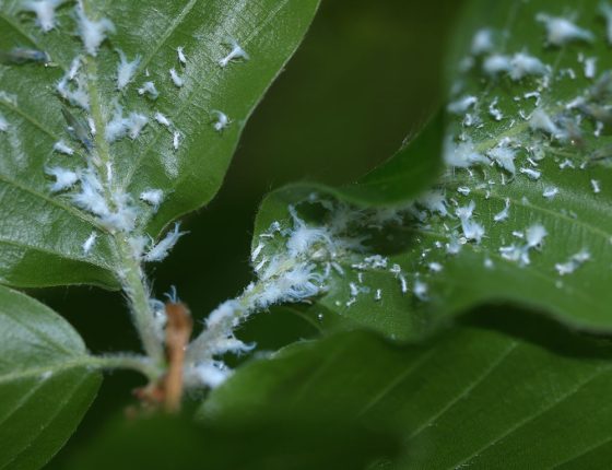 Voskem pokryté nymfy, 2007.