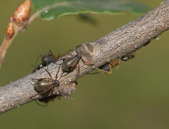 Bezkřídlé samičky, Brno 2009.