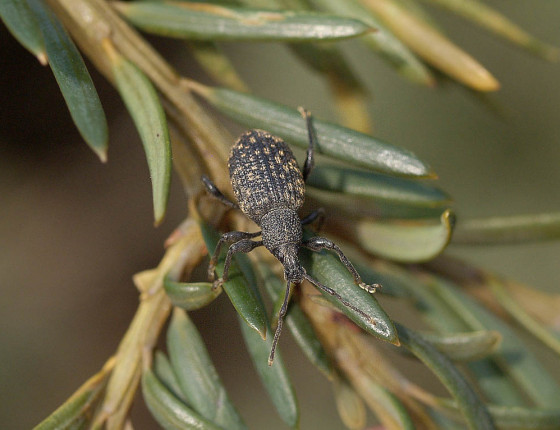 Brouk, MENDELU, Brno 2006.