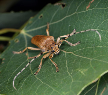 Detail hlavy brouka, 2009.