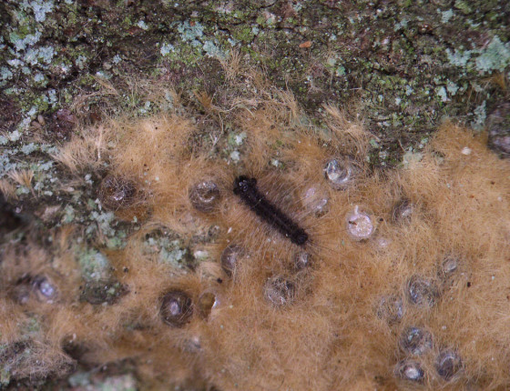 Čerstvě vylíhlá housenka, 2011.