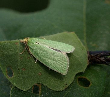 Čerstvě vylíhlý motýl, 2009.