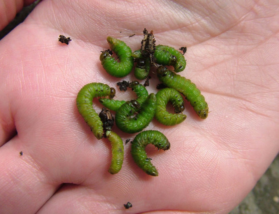 Diapauzující housenice s pupálním okem, Žákova hora 2005.