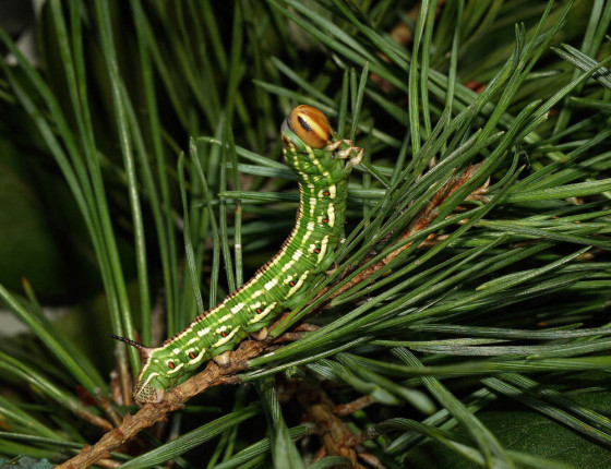 Dorostlá housenka, Hamr u Třeboně 2008.