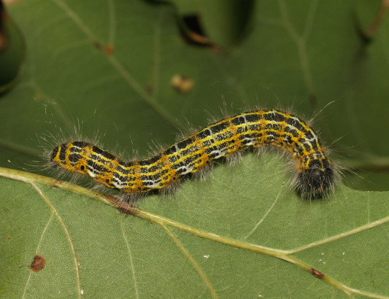 Dorostlá housenka, 2009.