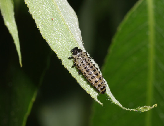 Dorostlá larva, 2008.