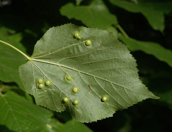 Hálky na rubu listu, Česká Třebová 2006.