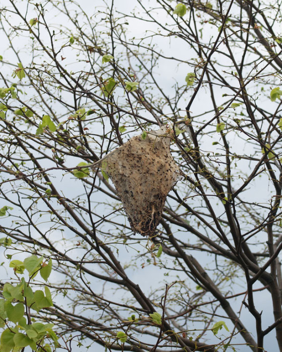 Hnízdo v koruně, 2007.