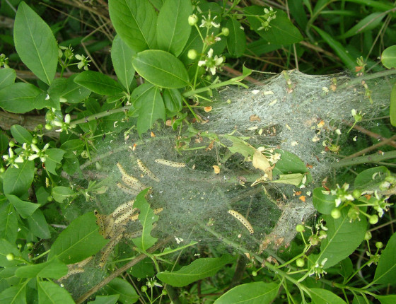 Housenky v předivu, 2005.