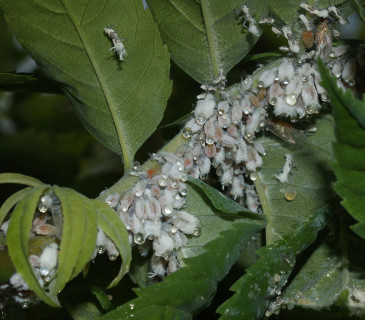 Kolonie dutilek, 2009.