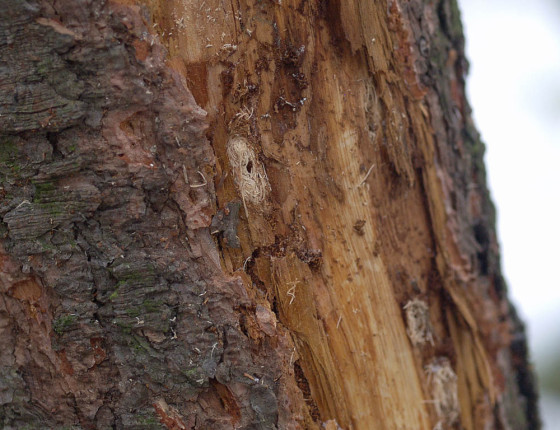 Kukelná kolébka, Brno-Slatina 2005.