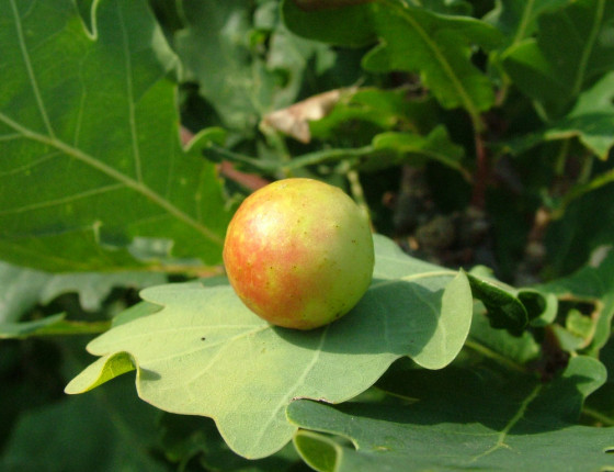 Detail hálky, Pardubice 2005.