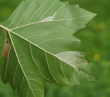 Miny na listu, 2005.