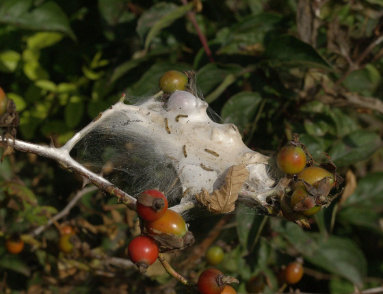 Mladé housenky na hnízdě, 2006.