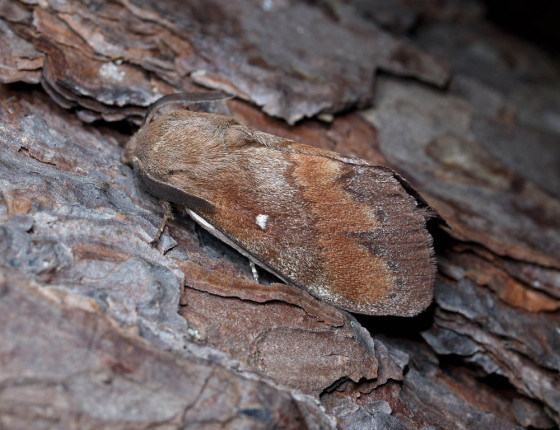 Motýl, Hostěnice 2009.