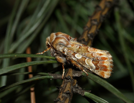 Motýl, Brno-Řečkovice 2006.