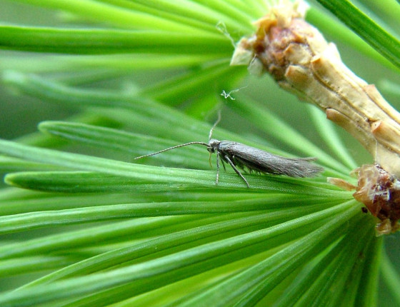 Motýl, Vápenný Podol 2005.