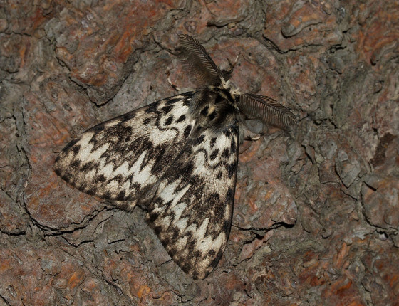 Motýl v základním vybarvení, Pístovice 2007.