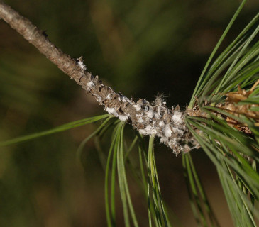 Napadená větev, Pardubice 2005.