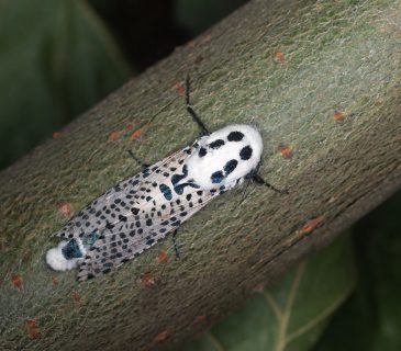 Motýl, 2009.