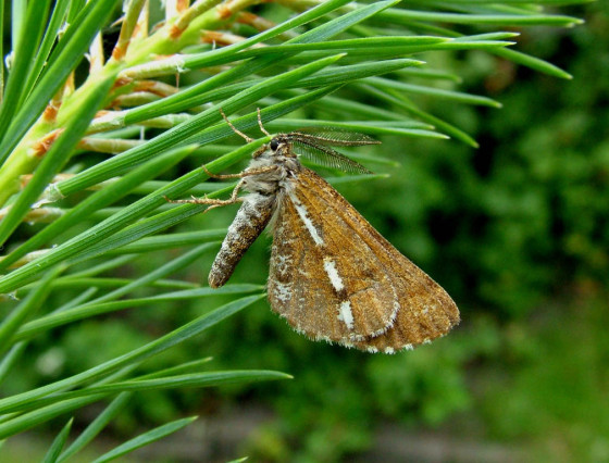 Odpočívající sameček, Pardubice 2005.