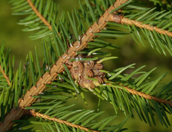 Otevírající se hálka, Švihov 2006.