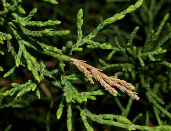 Poškozená větvička, Brno 2008.