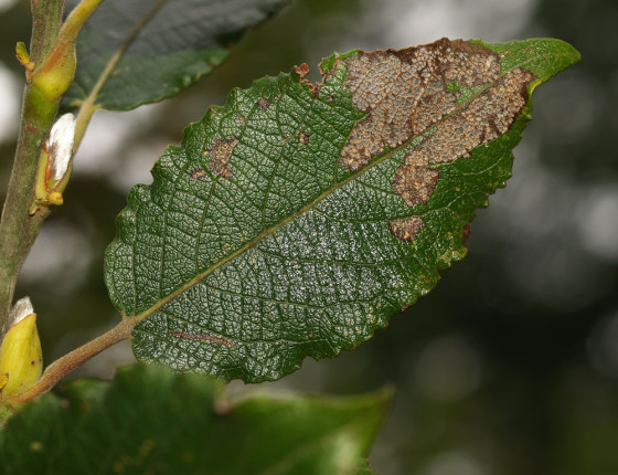 Poškození larvami, 2008.