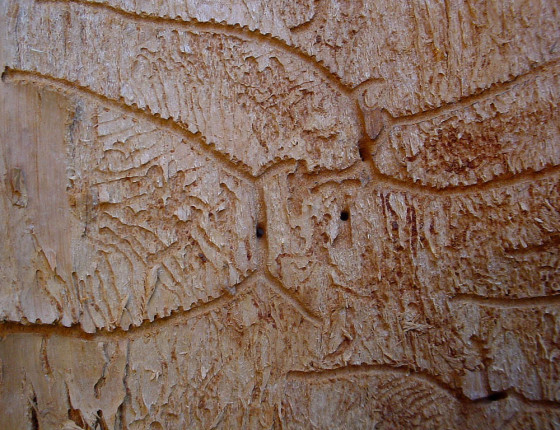 Požerek na spodní straně kůry, sbírky ÚOLM.