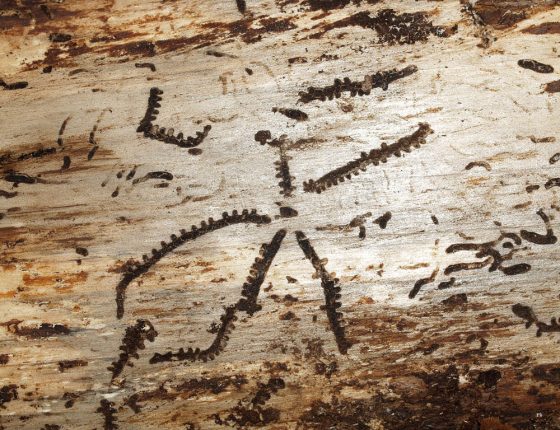 Požerek v běli, Majdalena 2008.