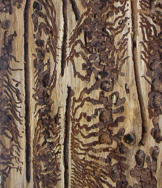 Požerek lýkožrouta, Českomoravská vrchovina 2011.