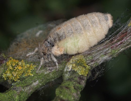 Samička štětconoše, Rohozná 2009.