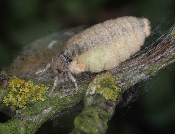 Samička štětconoše, Rohozná 2009.