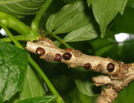 Samičky na trubači, 2009.