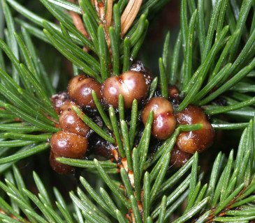 Silné napadení, Hostěnice 2009.